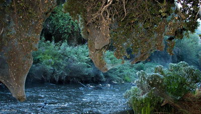 רשתות המשי של העכבישים. מראה מרהיב