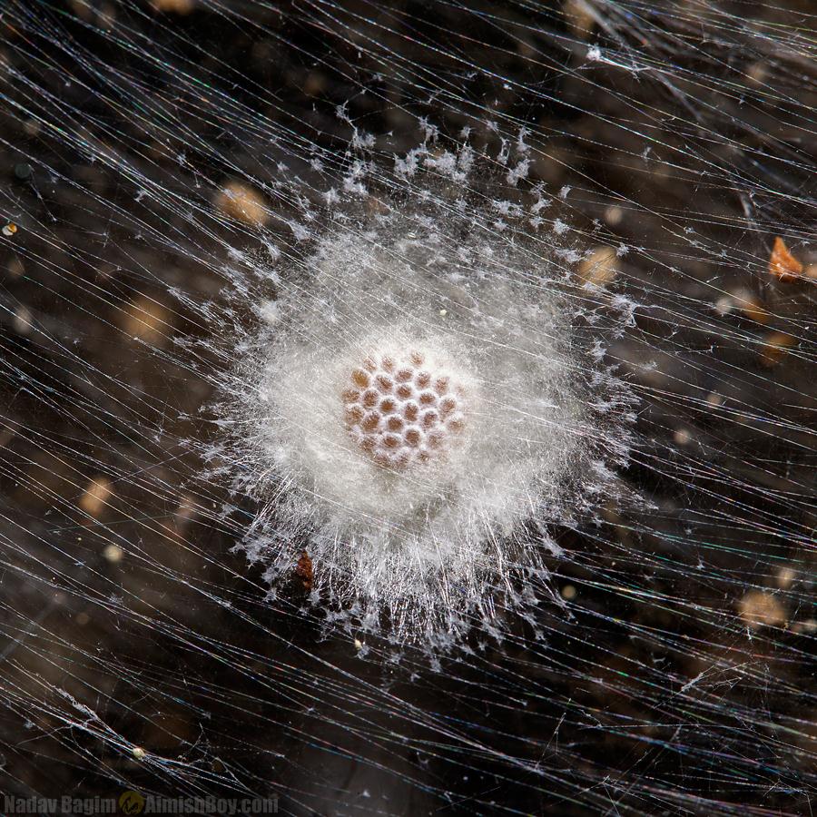 מטווה ביצים של פגיוניות