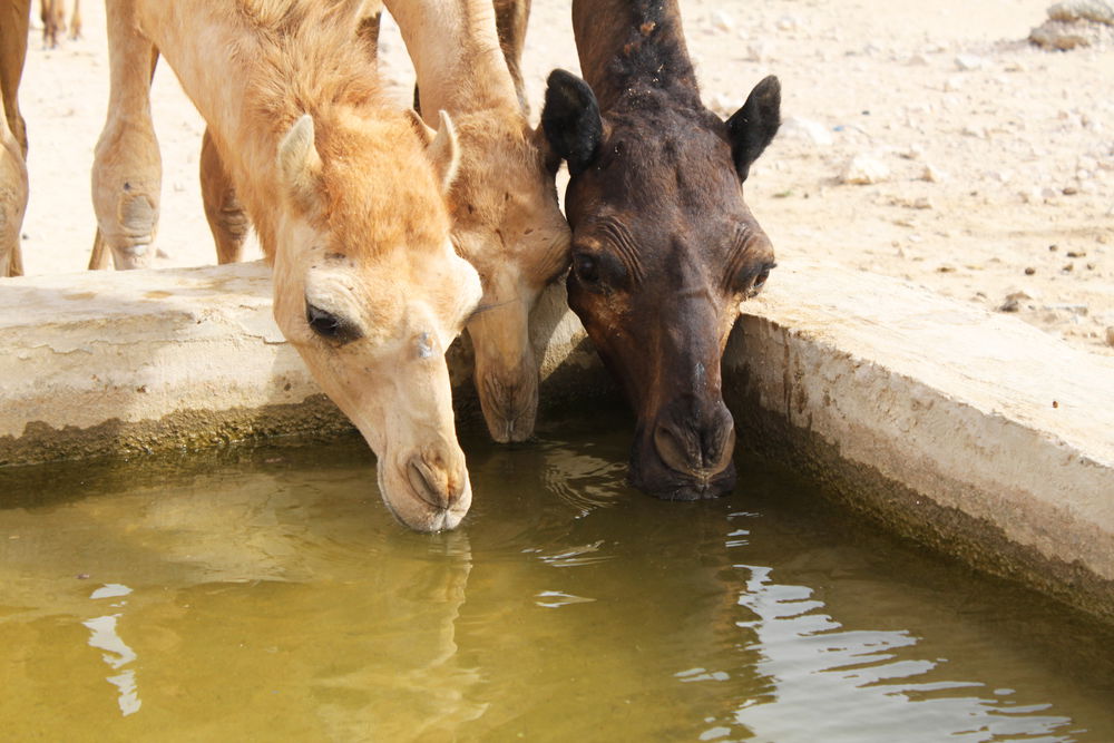 'וגם גמלך אשקה'