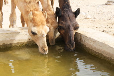 'וגם גמלך אשקה'