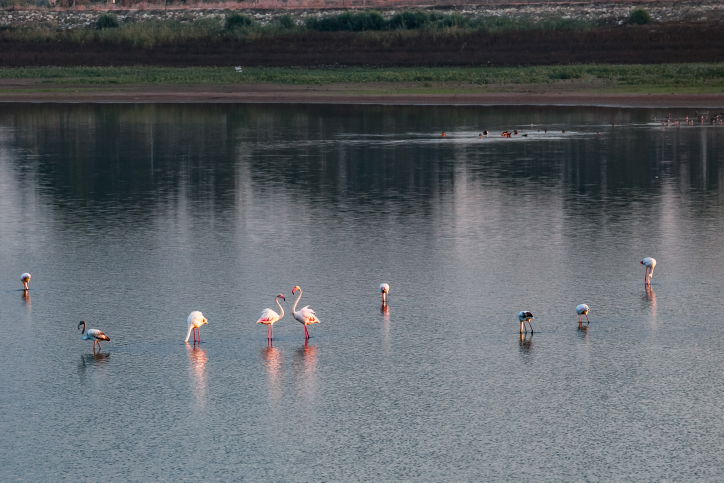 ציפורי הפלמינגו בשמורת כפר יהושע • צפו
