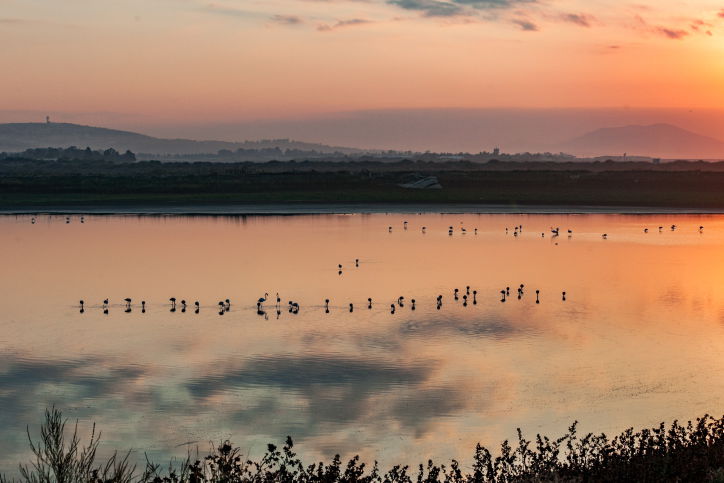 ציפורי הפלמינגו בשמורת כפר יהושע • צפו