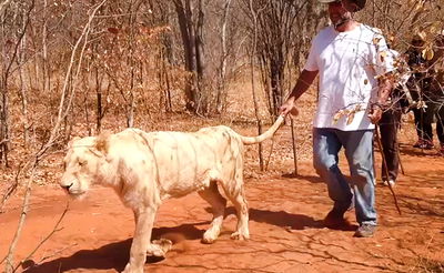 הנגיד החרדי מדגים: כך מסתובבים עם אריות באפריקה