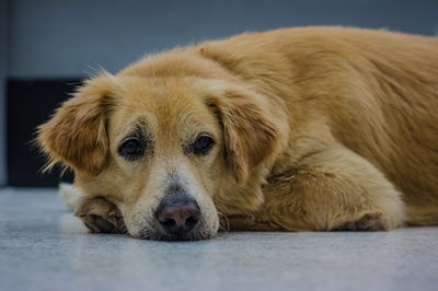 אילוסטרציה