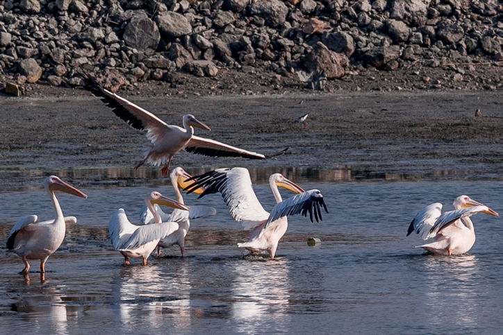 שקנאים נודדים במעגן מיכאל • תיעוד מרהיב