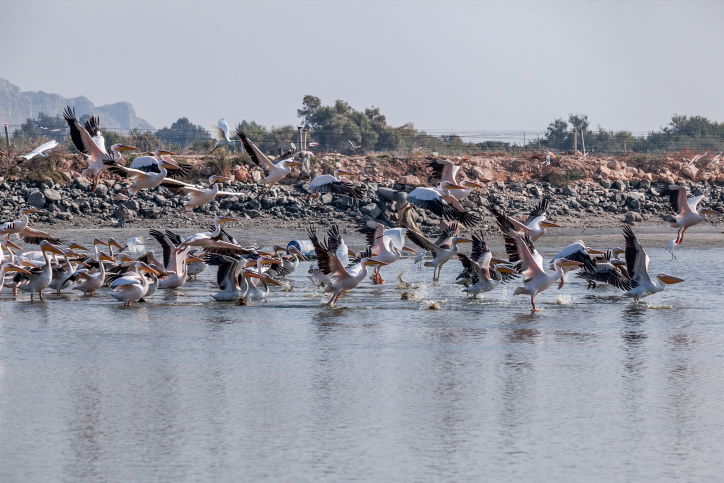 שקנאים נודדים במעגן מיכאל • תיעוד מרהיב