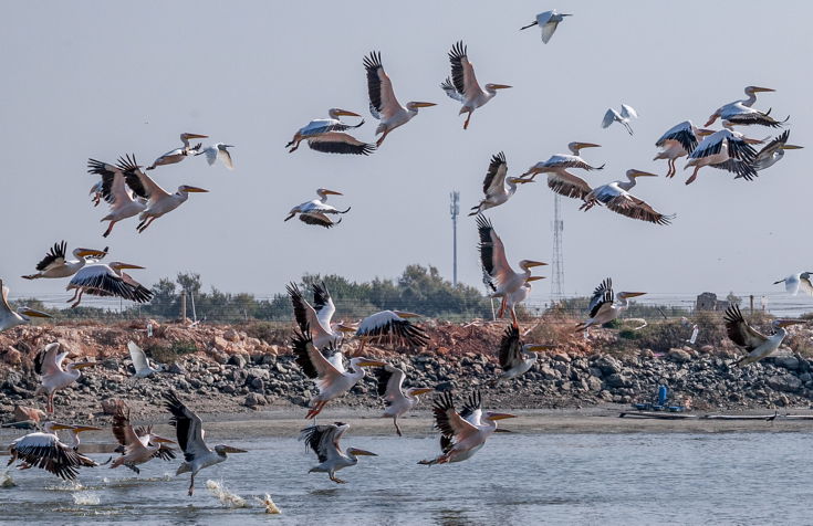 שקנאים נודדים במעגן מיכאל • תיעוד מרהיב