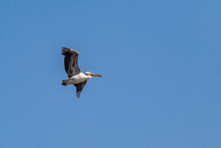 שקנאים נודדים במעגן מיכאל • תיעוד מרהיב