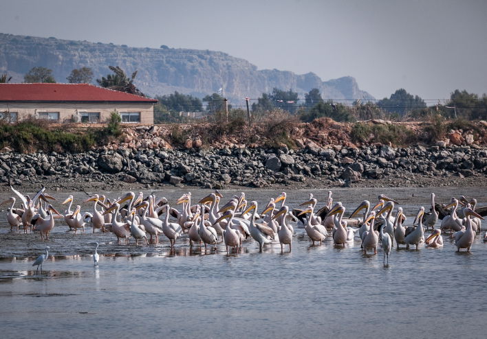 שקנאים נודדים במעגן מיכאל • תיעוד מרהיב
