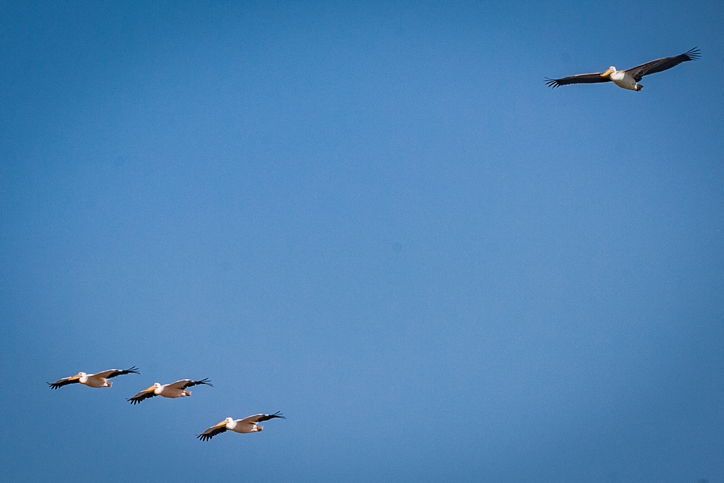 שקנאים נודדים במעגן מיכאל • תיעוד מרהיב