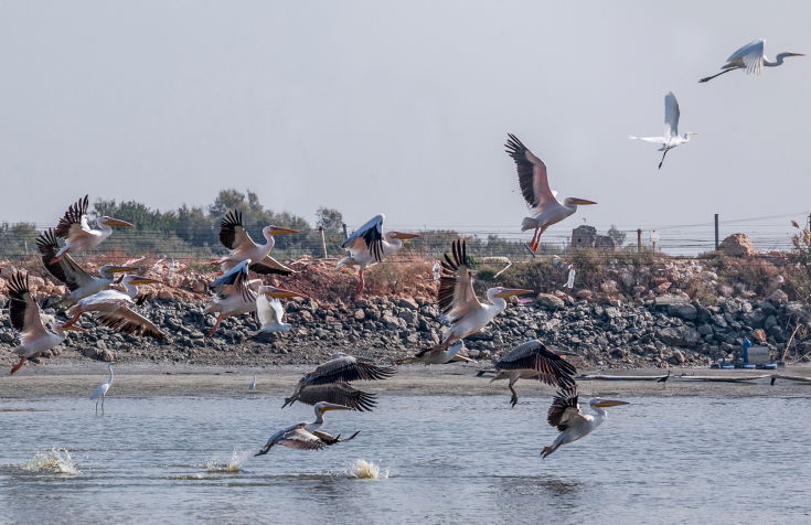 שקנאים נודדים במעגן מיכאל • תיעוד מרהיב