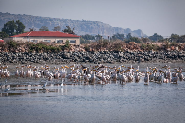 שקנאים נודדים במעגן מיכאל • תיעוד מרהיב