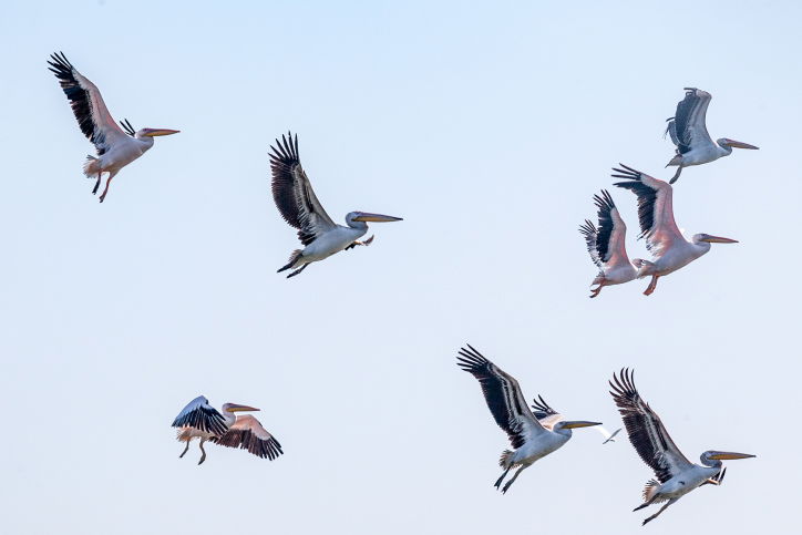 שקנאים במעגן מיכאל