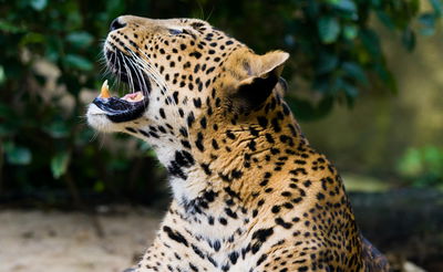 רק ברוסיה: האדם שמסתובב ברחוב עם נמר מחמד
