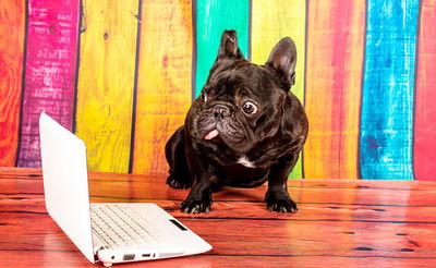 פינת ליטוף: החיות שכבשו את הרשת בשבוע האחרון