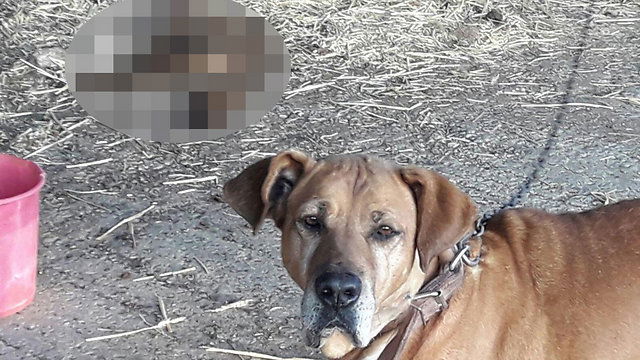 כלבת השמירה שהרגה את התן