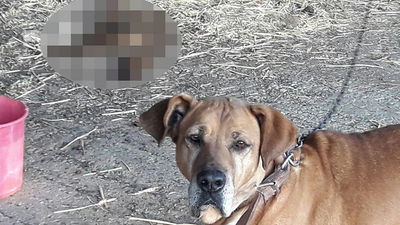 כלבת השמירה שהרגה את התן