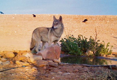 זאב וצבוע "פרגנו" אחד לשני בתור לשוקת
