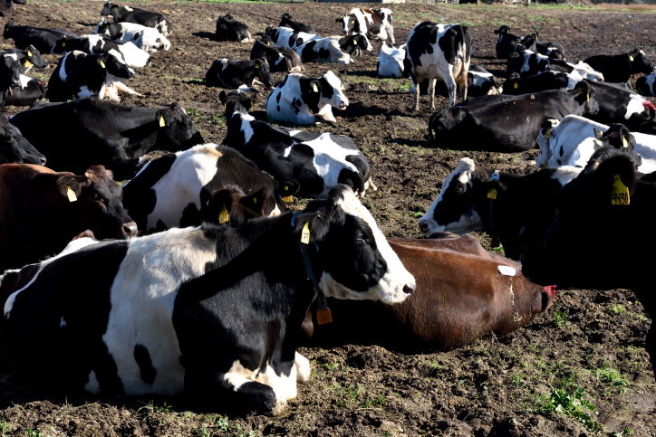 טיול קסום דרך עדשת המצלמה לקליפורניה
