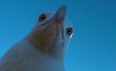 להיט ויראלי: השחף ש'עקץ' מצלמה ותיעד את חייו