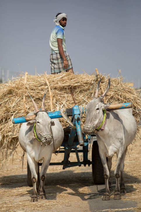 טיול דרך עדשת המצלמה להודו המסתורית