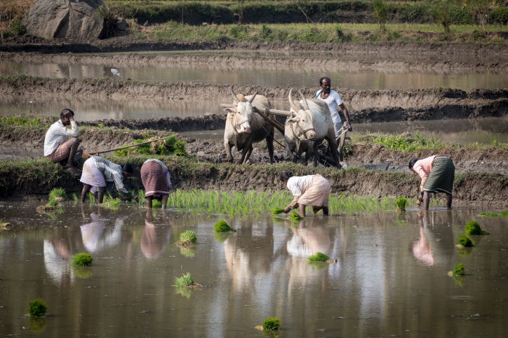 טיול דרך עדשת המצלמה להודו המסתורית