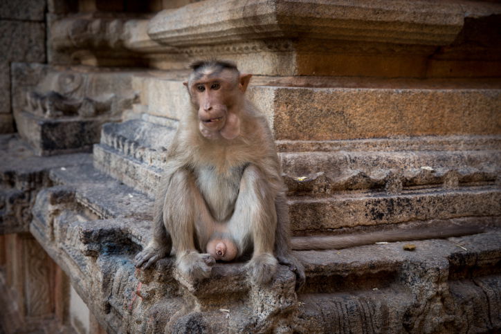טיול דרך עדשת המצלמה להודו המסתורית