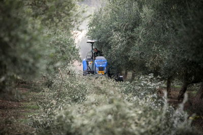 מסיק זיתים בעמק יזרעאל השבוע