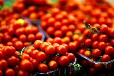 עגבניות שרי. גדולות ביחס לפיתוח החדש