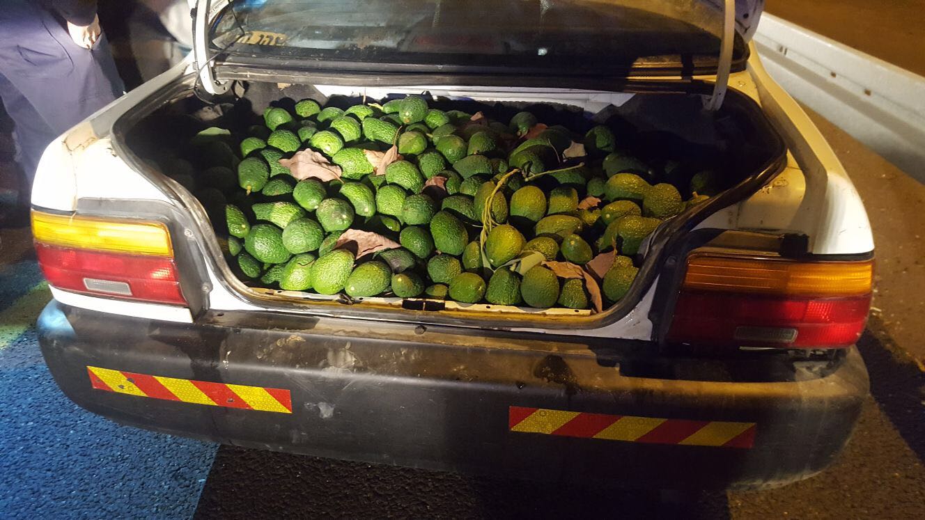 כתב אישום: שישה גנבו 800 ק"ג של אבוקדו