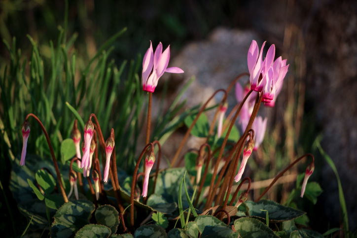 רקפות בגוש עציון