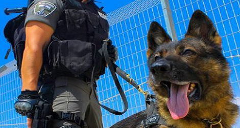 כלב משטרתי. אילוסטרציה