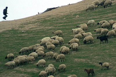 אילוסטרציה