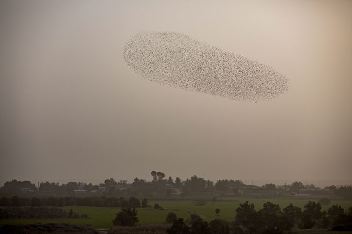 מדהים: להקת זרזירים במחזה מרהיב במיוחד