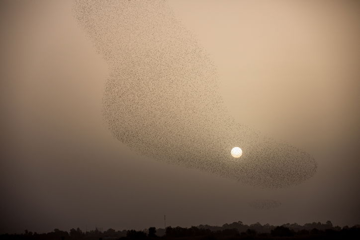 מדהים: להקת זרזירים במחזה מרהיב במיוחד