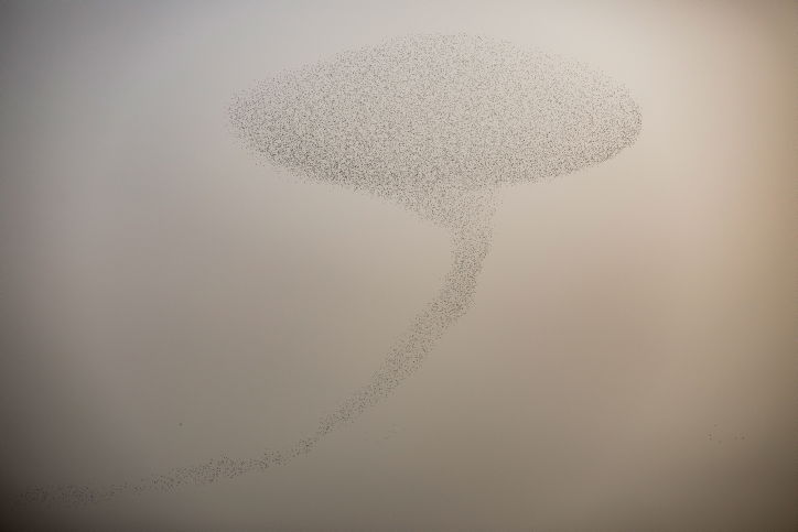 מדהים: להקת זרזירים במחזה מרהיב במיוחד