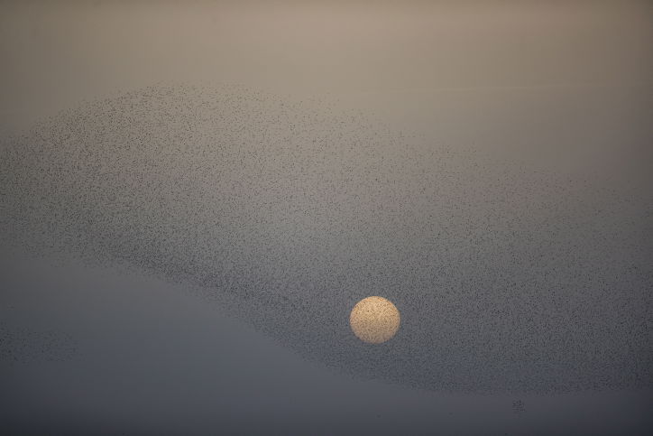 מדהים: להקת זרזירים במחזה מרהיב במיוחד