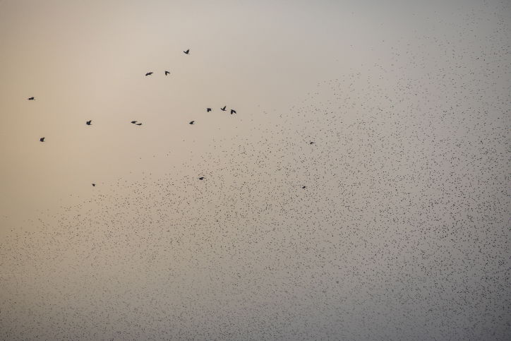 מדהים: להקת זרזירים במחזה מרהיב במיוחד