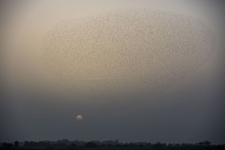 מדהים: להקת זרזירים במחזה מרהיב במיוחד