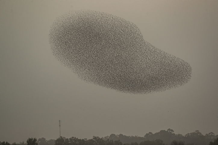 מדהים: להקת זרזירים במחזה מרהיב במיוחד