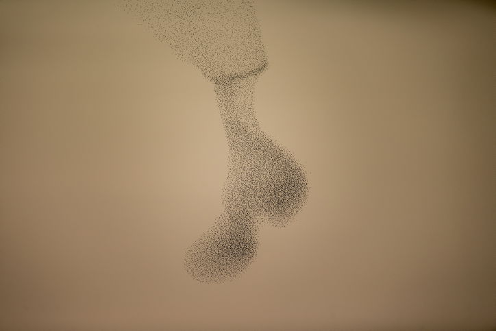 מדהים: להקת זרזירים במחזה מרהיב במיוחד