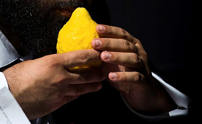 אתרוג. ארכיון