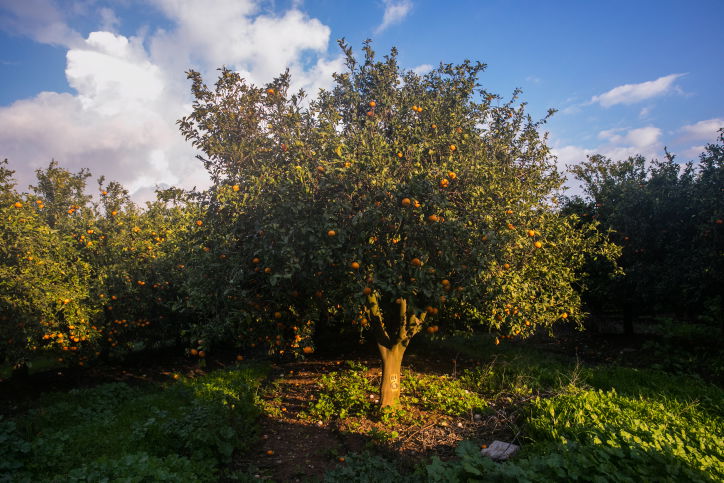 עץ קלמנטינה בעמק יזרעאל