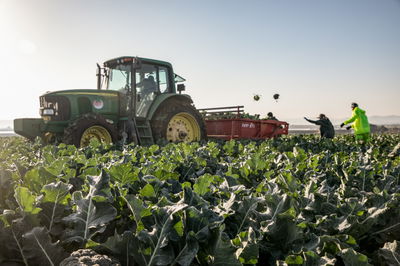 שדה ברוקולי