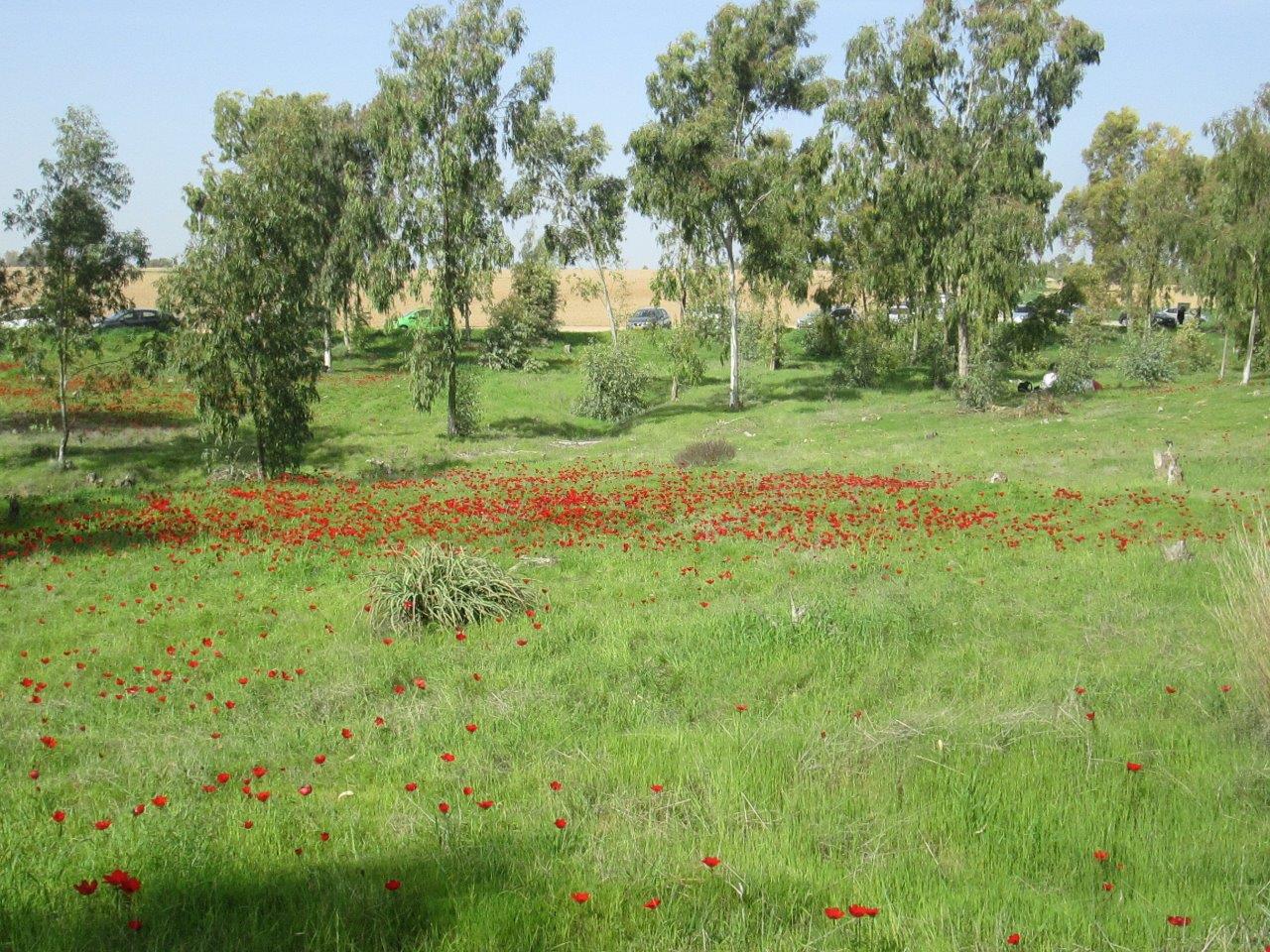 "צבע אדום" - מרבדי כלניות בנגב  • גלריה