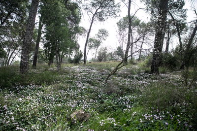 רקפות בגבעת הרקפות ברמת מנשה