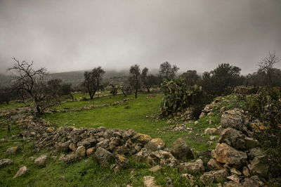 התחזית: בבוקר ובלילה - ירד גשם