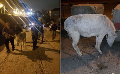 לוחמי מג"ב הצילו חמור מהתעללות • תיעוד
