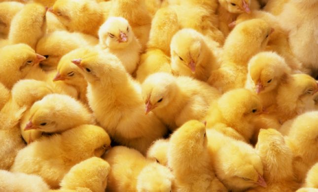 השלכת אפרוחים: מסיבת פורים שיצאה משליטה