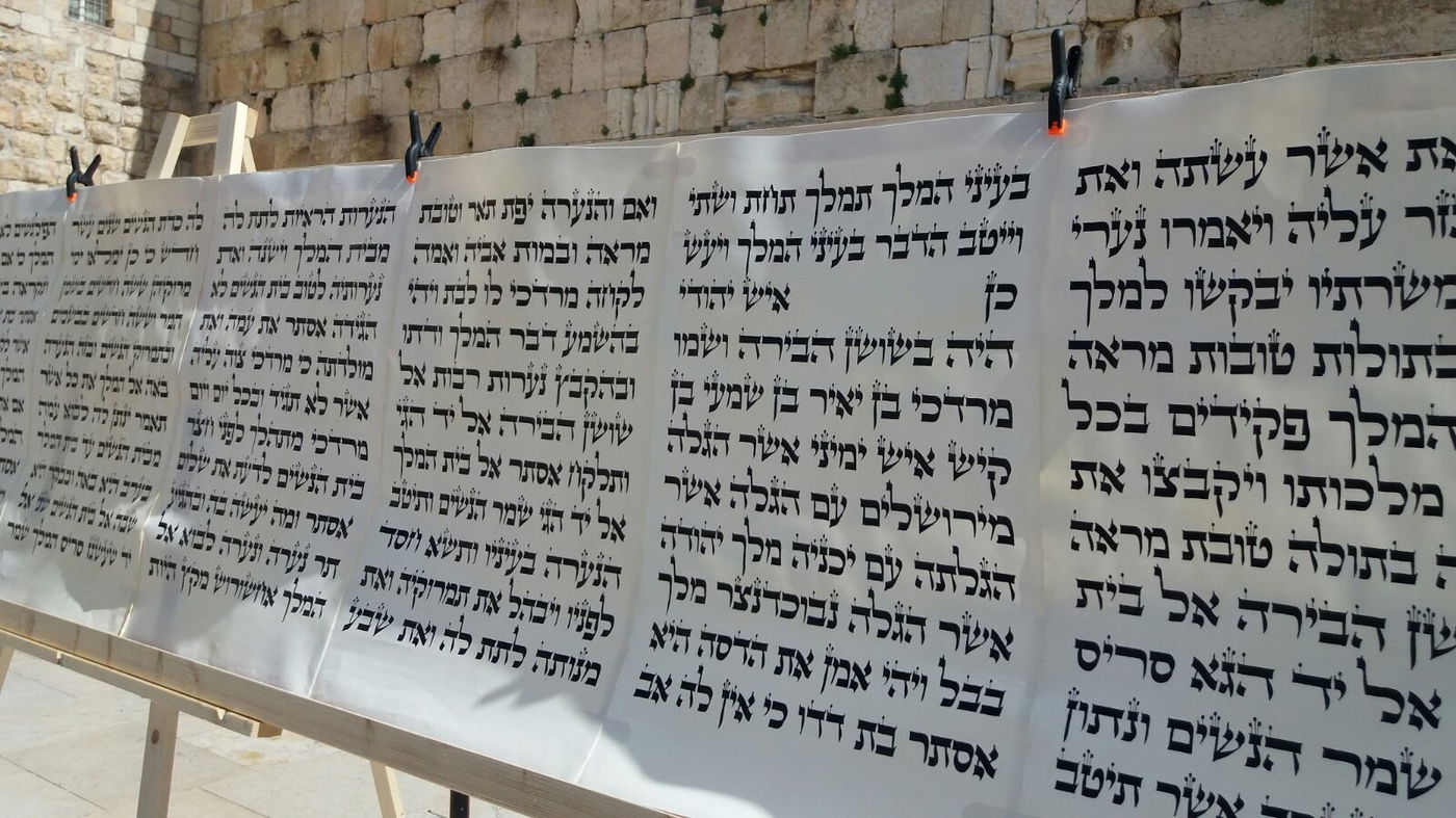 מגילת אסתר הגדולה בעולם הוצבה בכותל המערבי • צפו
